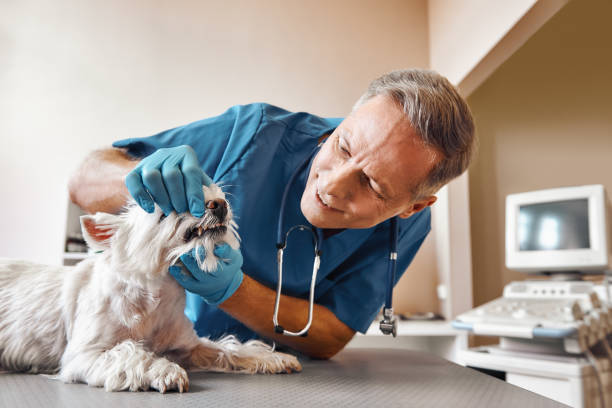 Best 24-Hour Emergency Dental Care in West Branch, IA